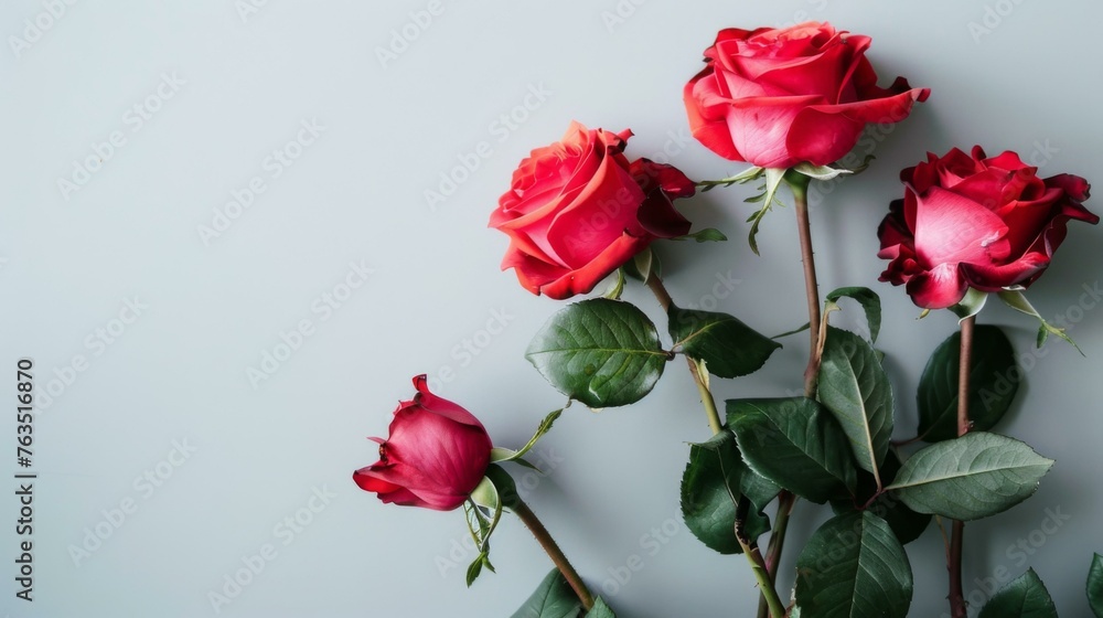 Red roses with green leaves showing romance and beauty on a white background