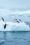 Group of Gentoo penguins jumping around an ice berg in Antarctica