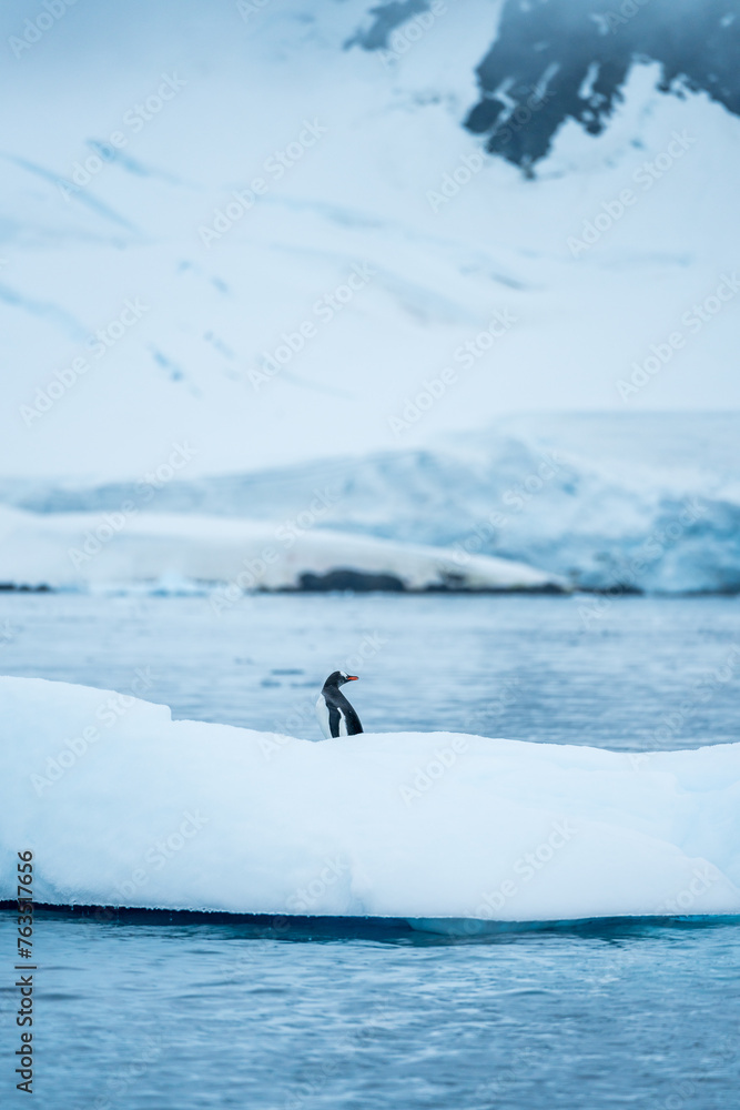 Naklejka premium Group of Gentoo penguins playing around on Iceberg in Antarctica
