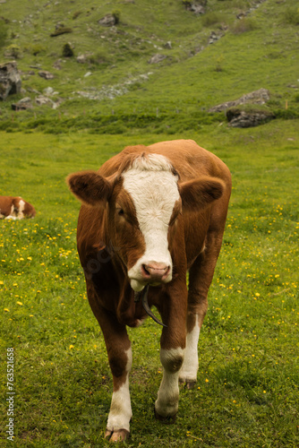 A cow on an alpine mountain.