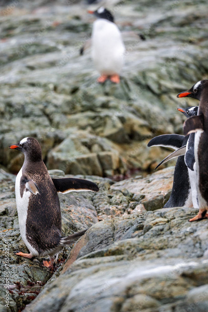 Fototapeta premium Gentoo Penguins in the wild with Antarctic landscapes