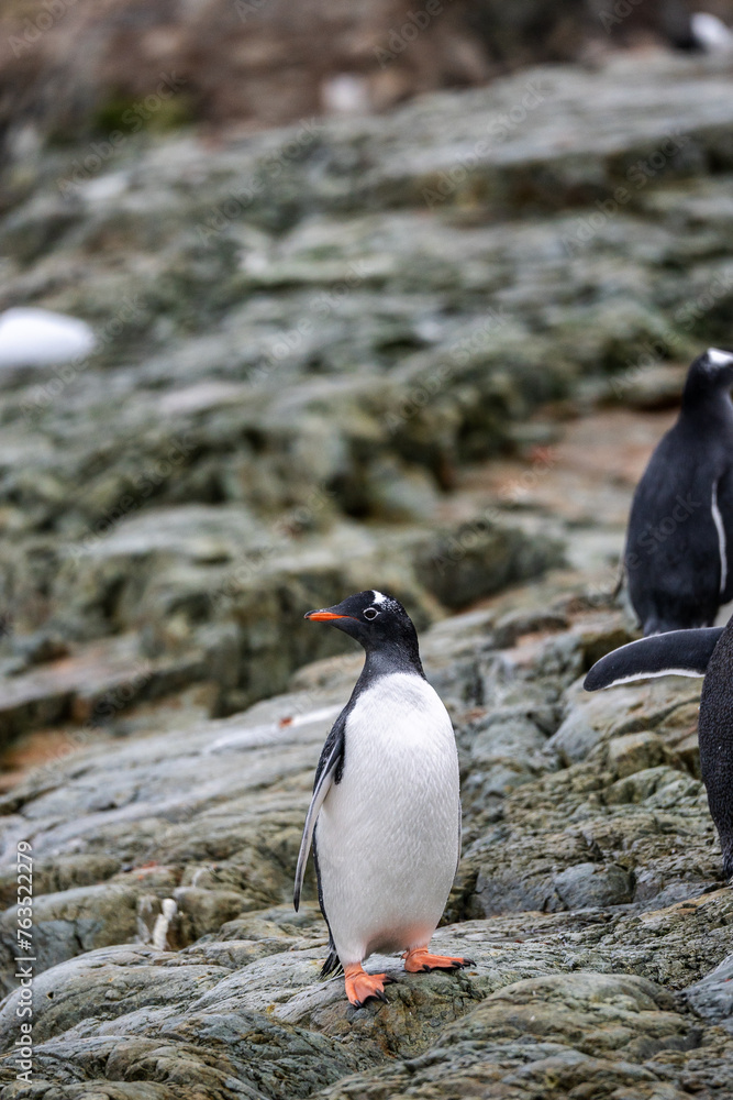 Obraz premium Gentoo Penguins in the wild with Antarctic landscapes
