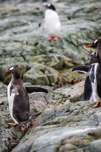 Gentoo Penguins in the wild with Antarctic landscapes