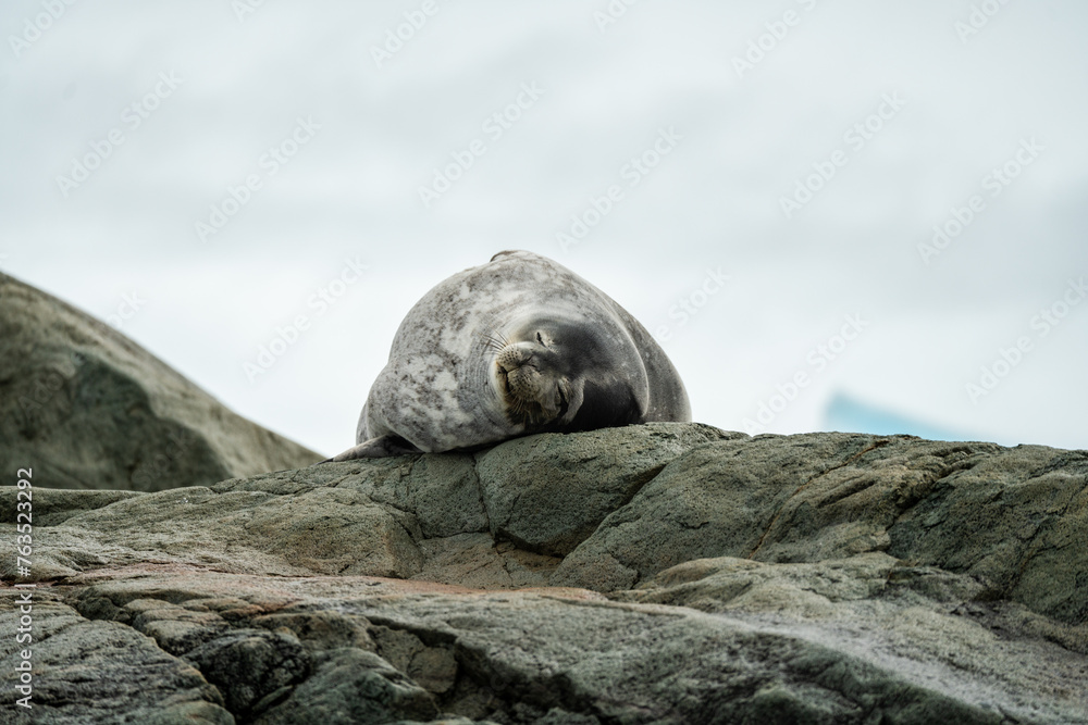 Seal resting on rock in Antarctica with mountains in the background 