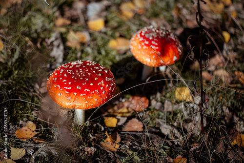 Fly Agaric or Amanita Muscaria Mushroom. Amanita mushrooms with white dots close-up in the forest