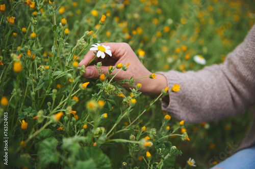 Closeup hands of female botanist pharmacist herbalist collects chamomile flowers in the ecologically friendly meadow photo