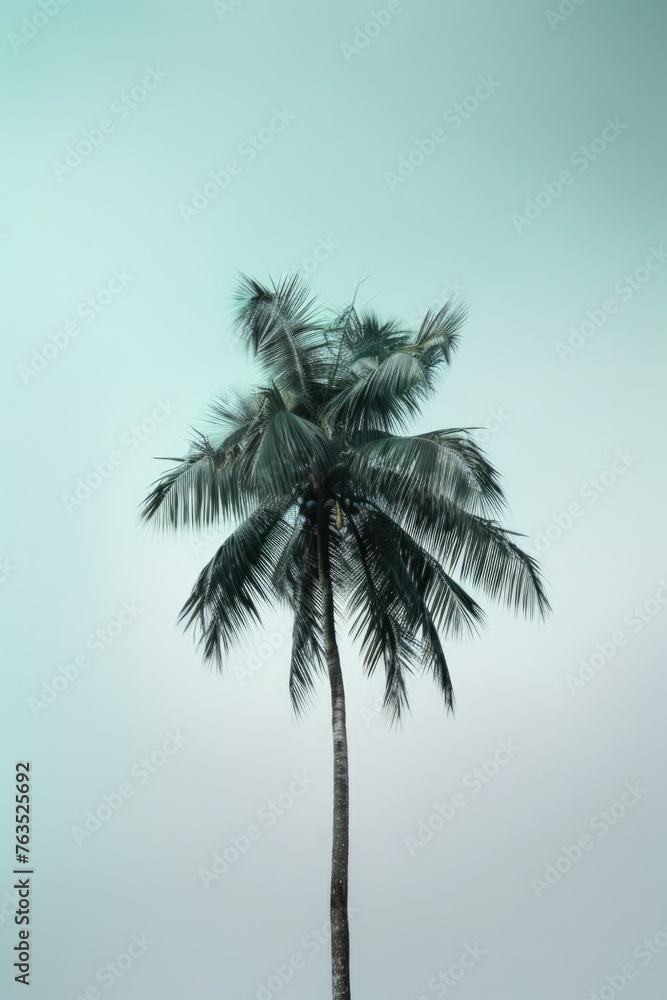 Fototapeta premium A palm tree is the only thing visible in the image