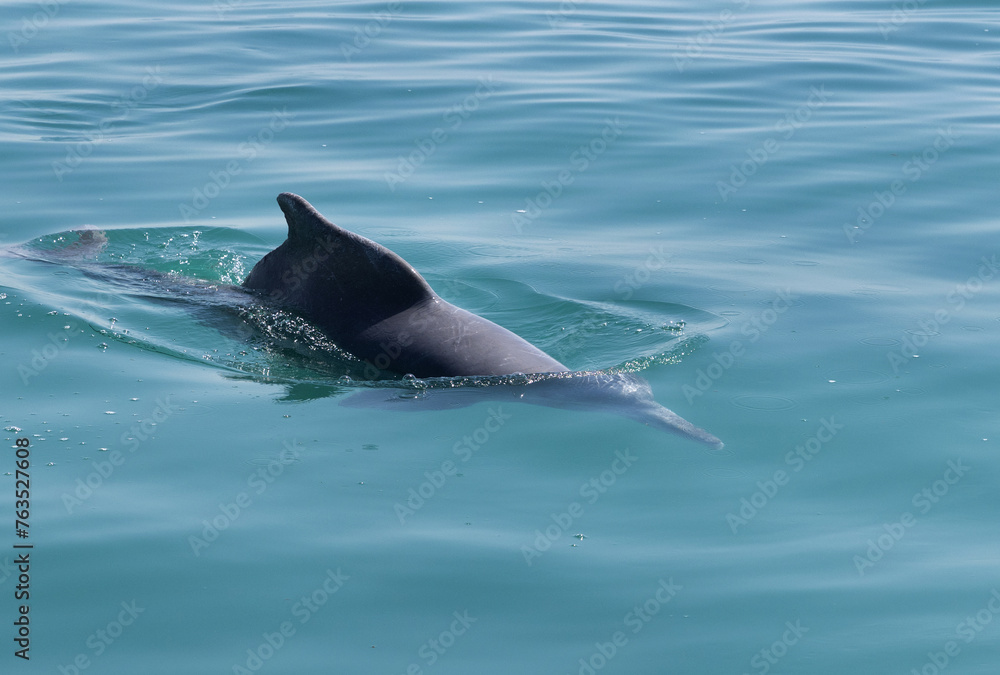 Fototapeta premium A Dolphin emerging out close to the boat in the eastern coast of Bahrain
