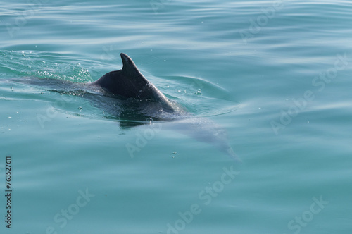 A Dolphin swimming near the boat in the eastern coast of Bahrain photo