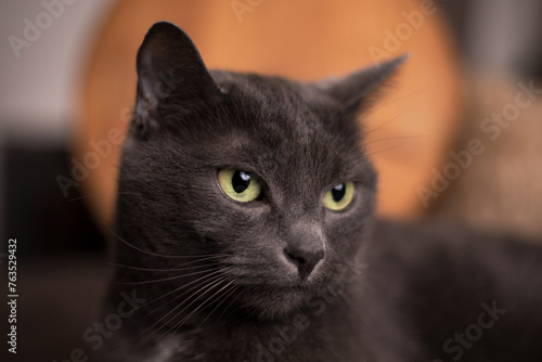 A gray cat lies on a sofa.