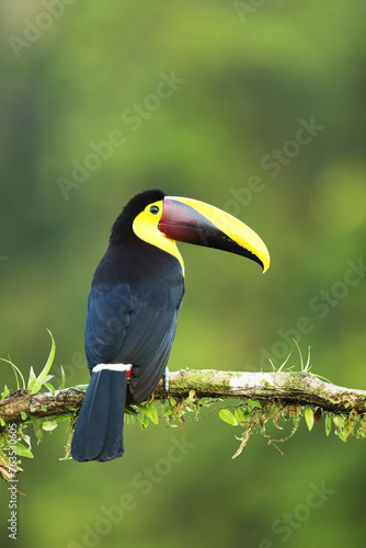 Yellow-throated Toucan in the Costa Rica nature. Chesnut-mandibled Toucan sitting on the branch in tropical rainforest. Bird in nature habitat