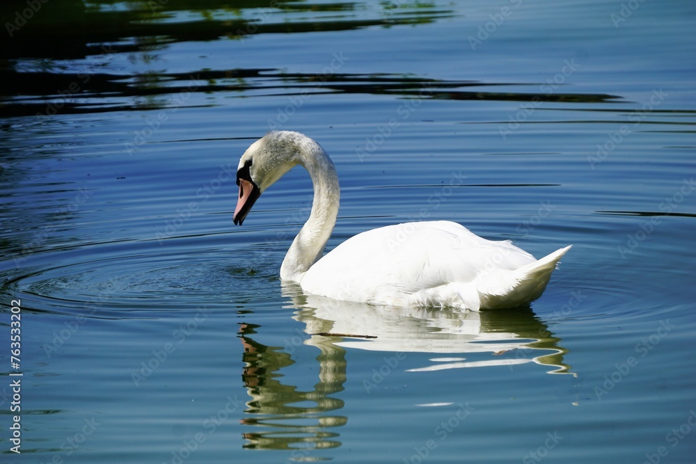 Weißer Schwan schwimmt auf einem See und betrachtet sein Spiegelbild im Wasser Weißer Schwan schwimmt auf einem See und betrachtet sein Spiegelbild im Wasser