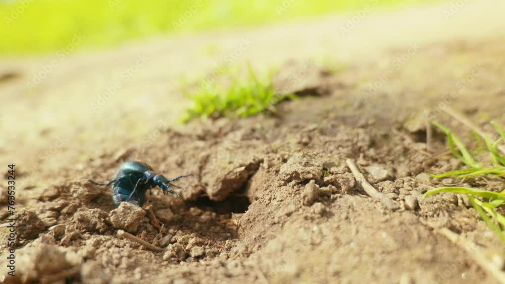 A vibrant close-up shot capturing the details of a blue beetle as it makes its way through the dirt, highlighting its natural habitat and intricate body features A vibrant close-up shot capturing the details of a blue beetle as it makes its way through the dirt, highlighting its natural habitat and intricate body features