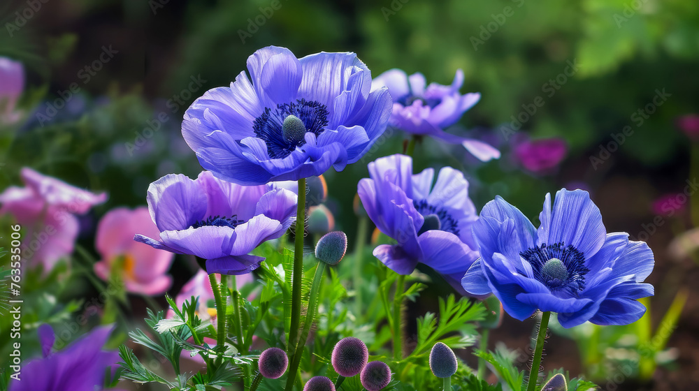 Purple anemones (Anemone coronaria, Windflowers) spring flowers in the park. Floral blurred background. Selective focus. Generative AI