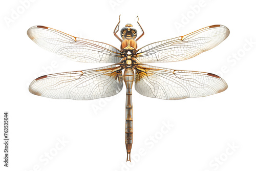 Detailed Dragonfly Macro Photography - Isolated on Transparent White Background PNG  © Lumi