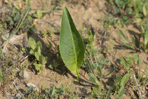 Leaf of a spotted arum (Arum dioscoridis) in spring photo