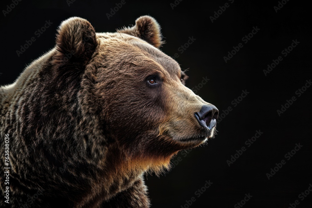 A bear with a black background. The bear has a brown face