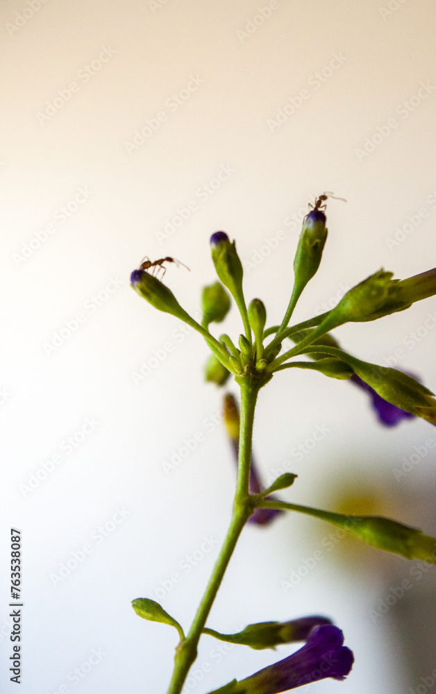 Obraz premium pequeñas flores lilas de la planta llamada Talilla (Lycium cestroides)