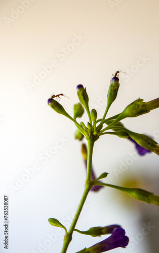 pequeñas flores lilas de la planta llamada Talilla (Lycium cestroides)