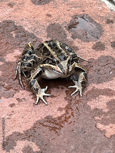 Primer plano de una rana sapo llanera. Leptodactylus latrans photo