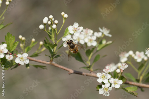 A fruitfly and a honeybee collecting nectar on hawthorn flowers