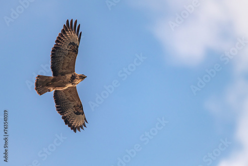 Buteo buteo bird flying under blue sky and cloudy sky in spring day