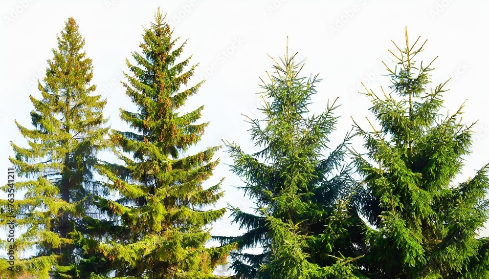 set of pinus sylvestris scotch pine big tall tree and spruce picea abies and pungens isolated png on a background perfectly cutout in overcast light pine pinaceae pine baltic pine fir