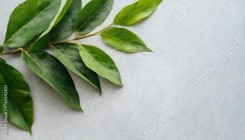 natural green branches with leaves on empty light grey background with copy space trendy layout with fresh plant eco spring concept skin care product advertising top view minimal composition