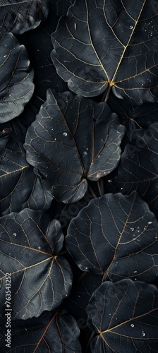 Close-up of dark leaves with intricate golden veins and water droplets, highlighting nature's detail and beauty