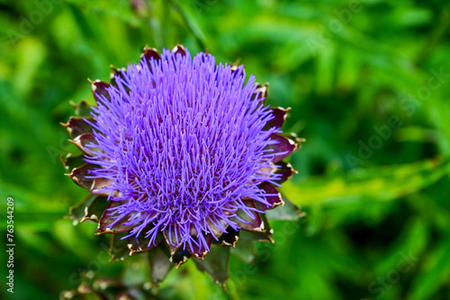 Artichoke (Cynara cardunculus), purple artichoke flower with blossom in the Sofiero Palace Gardens park in the Sofiero Castle, Sofiero Slott och Slottsträdgard, Helsingborg, Sweden