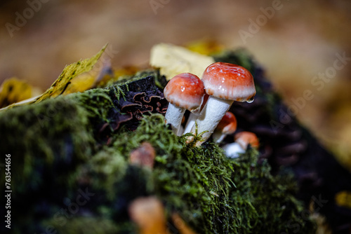 Gathering mushrooms. Mushrooms photo, forest photo, forest background.