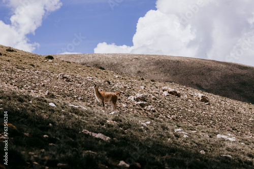 guanaco  in the Andes mountain range surrounded by scenic landscape in the Argentine province of Jujuy