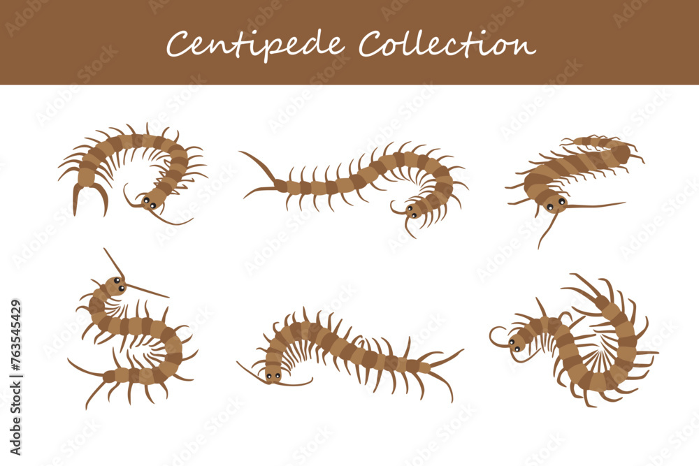 Obraz premium centipede collection. Vector illustration. Isolated on white background.