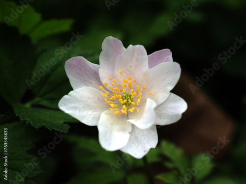 Flor blanca