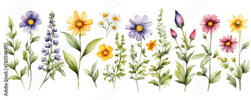 Watercolor wild flowers set isolated on white background.
