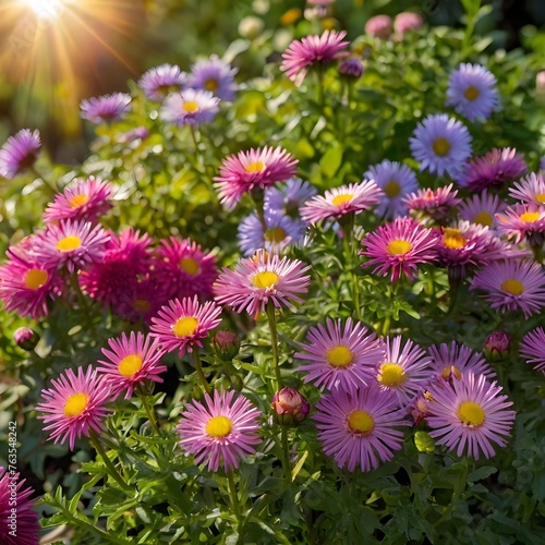 Beautiful Flower Garden with Blooming Asters and Diverse Flora