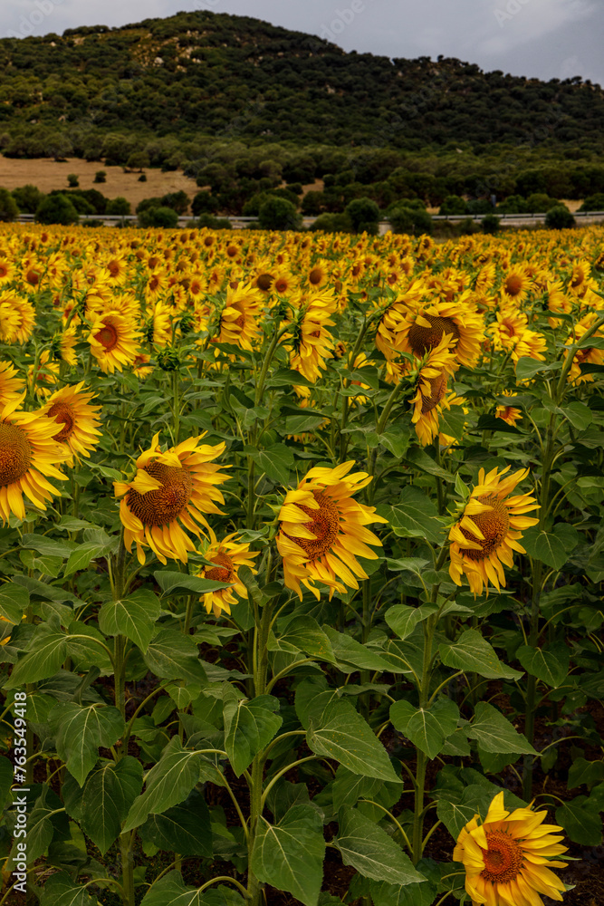 Fototapeta premium Campo di girasoli