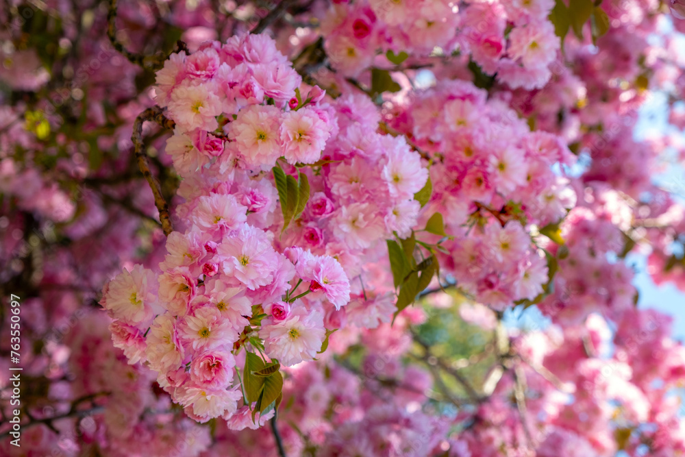 sakura bloom, Japanese cherry, spring tree flowers, spring blossom, Prunus serrulata sakura bloom, Japanese cherry, spring tree flowers, spring blossom, Prunus serrulata
