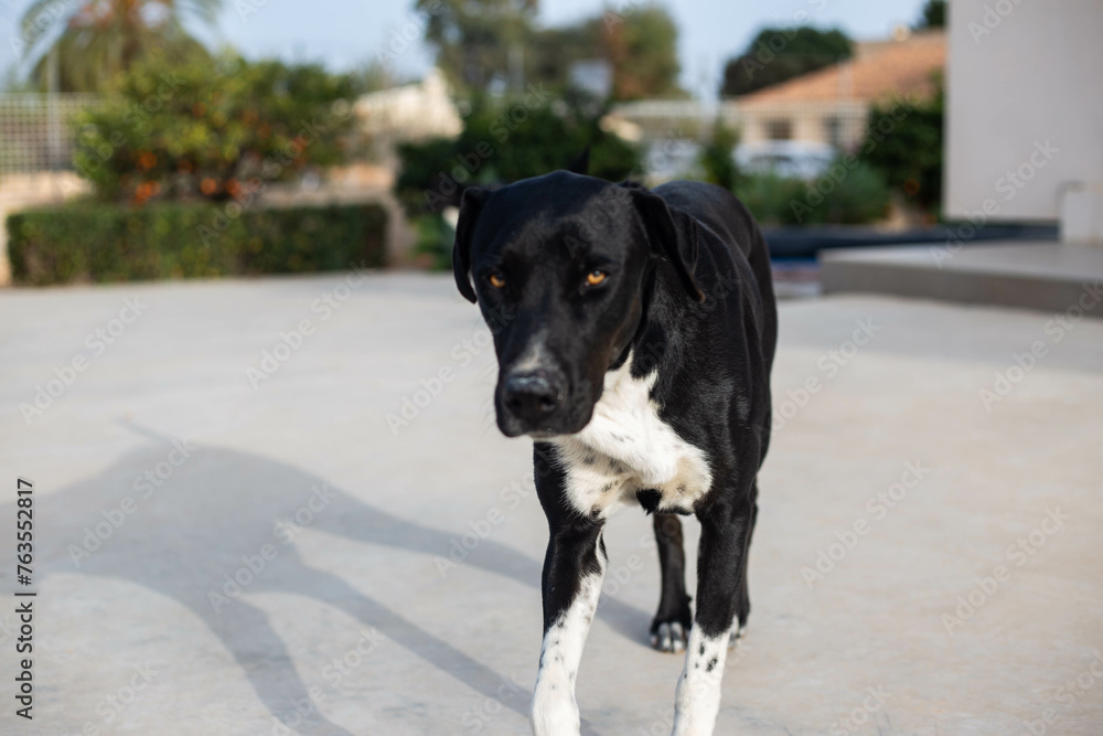 black and white dog black and white dog