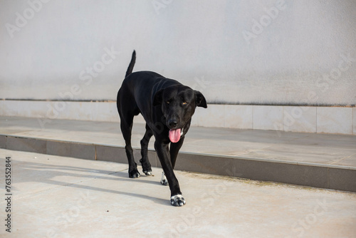 great dane dog