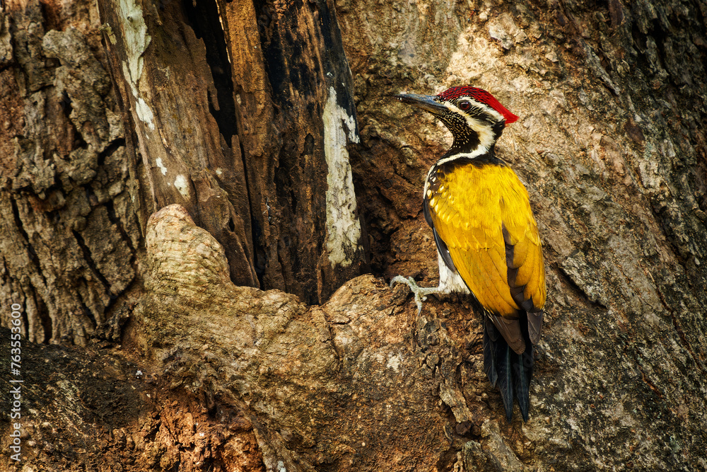 Black-rumped Flameback also Lesser golden-backed woodpecker or Lesser goldenback - Dinopium benghalense, colorful bird found in the Indian subcontinent Black-rumped Flameback also Lesser golden-backed woodpecker or Lesser goldenback - Dinopium benghalense, colorful bird found in the Indian subcontinent