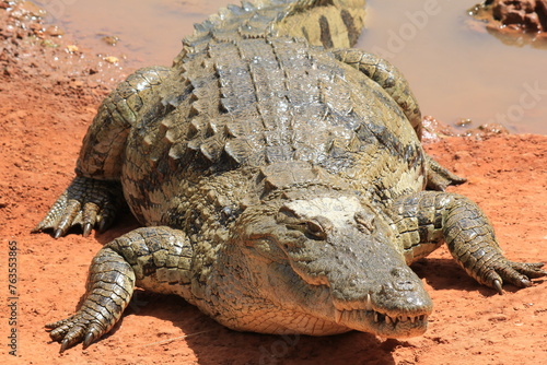 alligator in the swamp