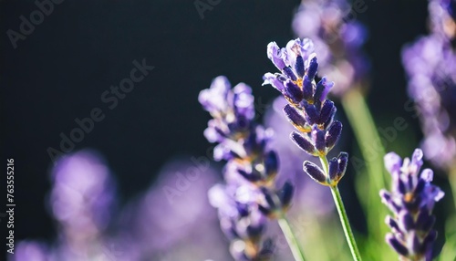 close up of lavender flowers soft focus on black banner background