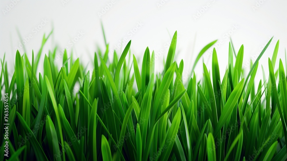 Dawn of Spring: Exquisite Detail of Fresh, Vibrant Green Grass as It Basks in the First Light of Dawn, Contrasted Against a Simple White Background. Dawn of Spring: Exquisite Detail of Fresh, Vibrant Green Grass as It Basks in the First Light of Dawn, Contrasted Against a Simple White Background.