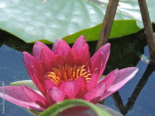 Lilia wodna, Kwiat Lotosu © Iwona