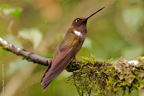 Brown inca (Coeligena wilsoni) Ecuador photo