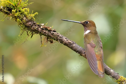 Brown inca (Coeligena wilsoni) Ecuador photo