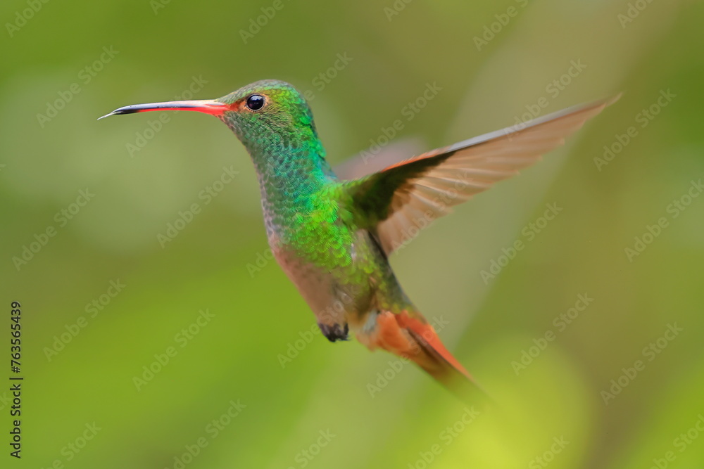 Fototapeta premium Rufous-tailed Hummingbird (Amazilia tzacalt) Ecuador