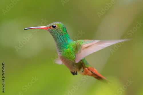 Rufous-tailed Hummingbird (Amazilia tzacalt) Ecuador