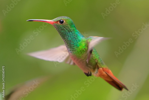 Rufous-tailed Hummingbird (Amazilia tzacalt) Ecuador © Kamil